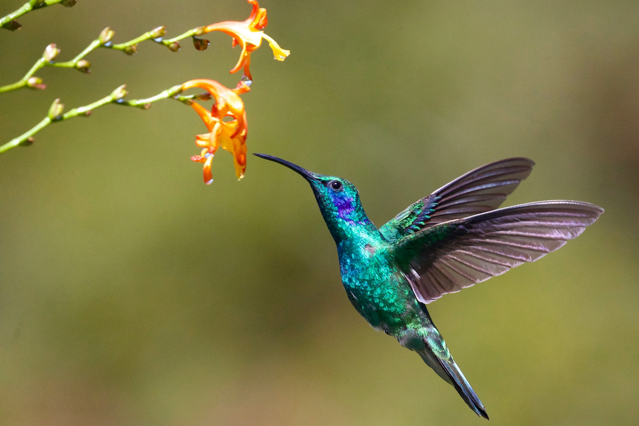 4k bird from CDN