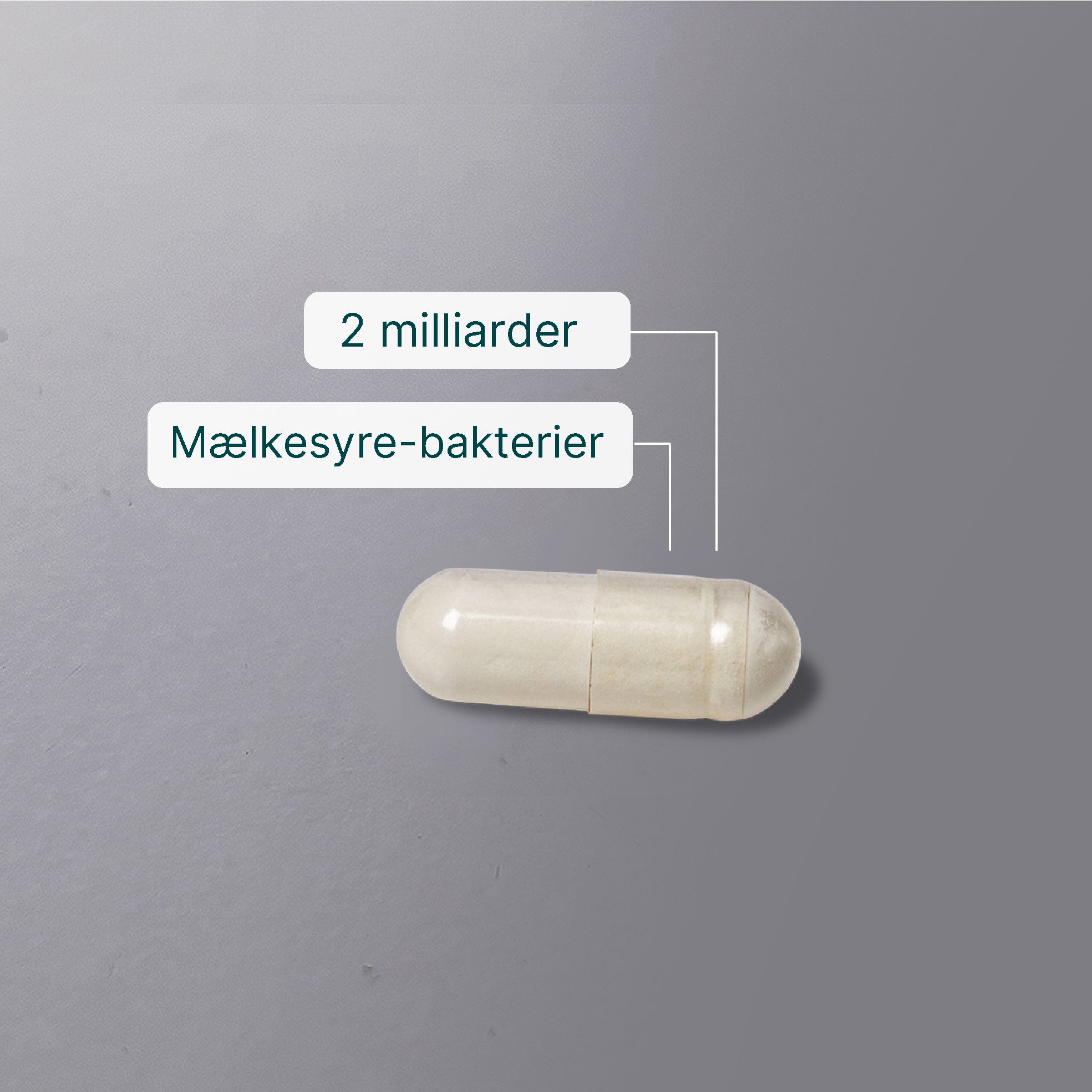 Mælkesyrebakterier som en naturlig del af bakteriefloraen i tarmen 