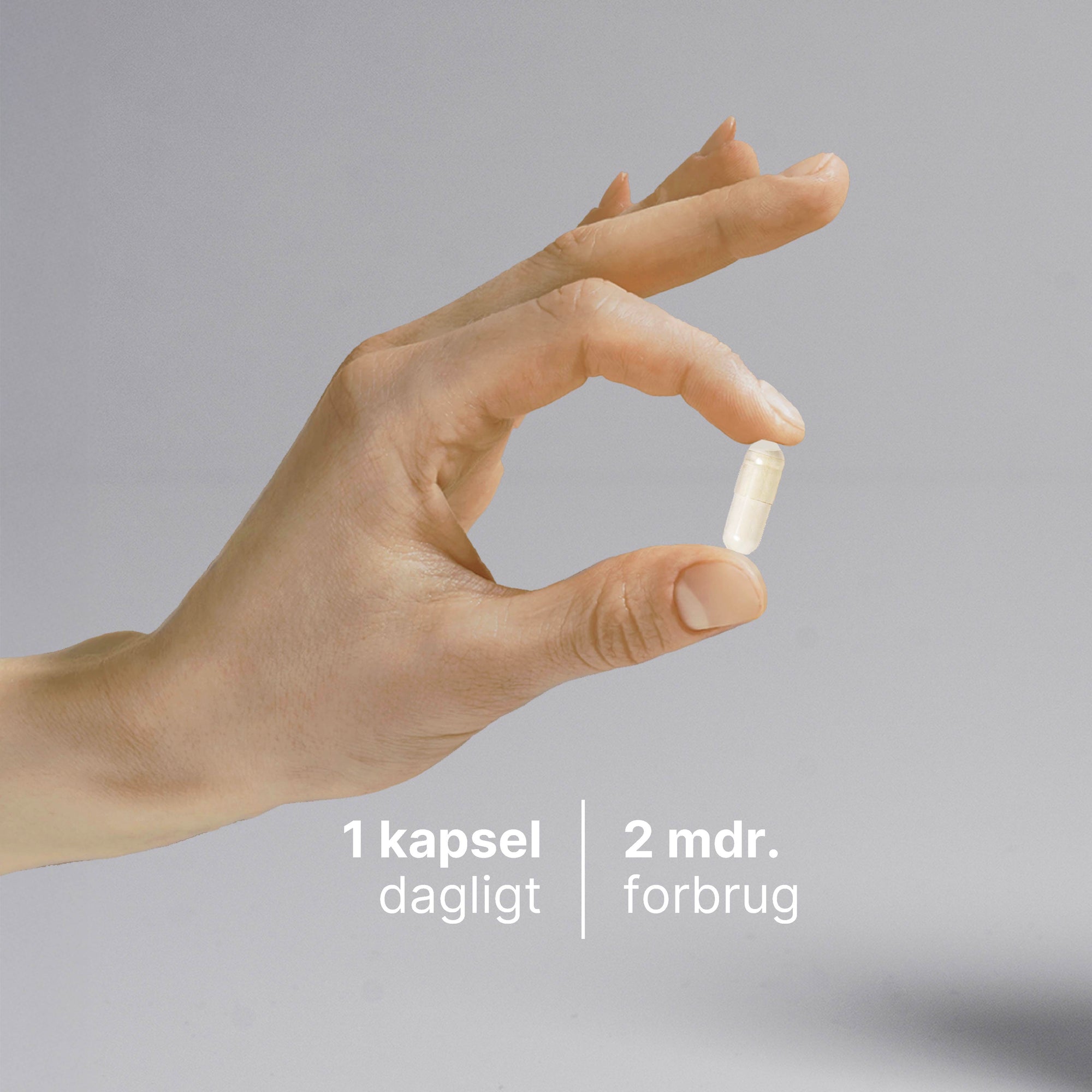 Mælkesyrebakterier som en naturlig del af bakteriefloraen i tarmen 
