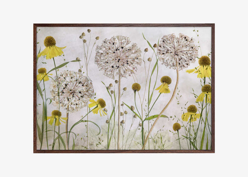 Alliums and heleniums