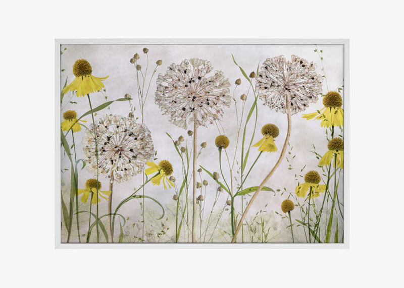 Alliums and heleniums