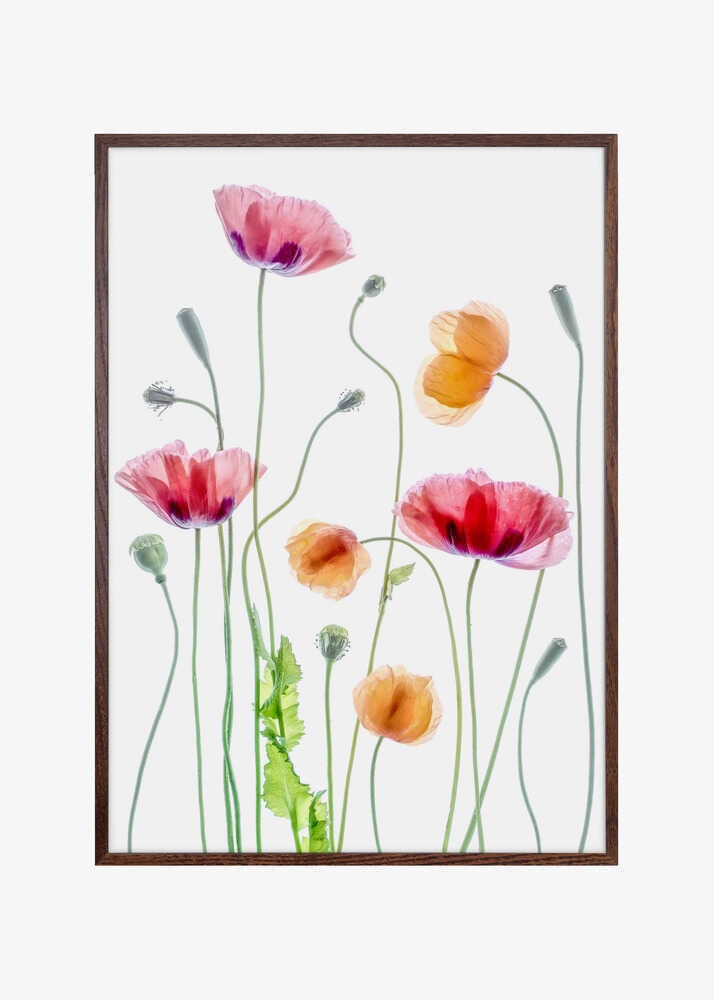 Poppies
