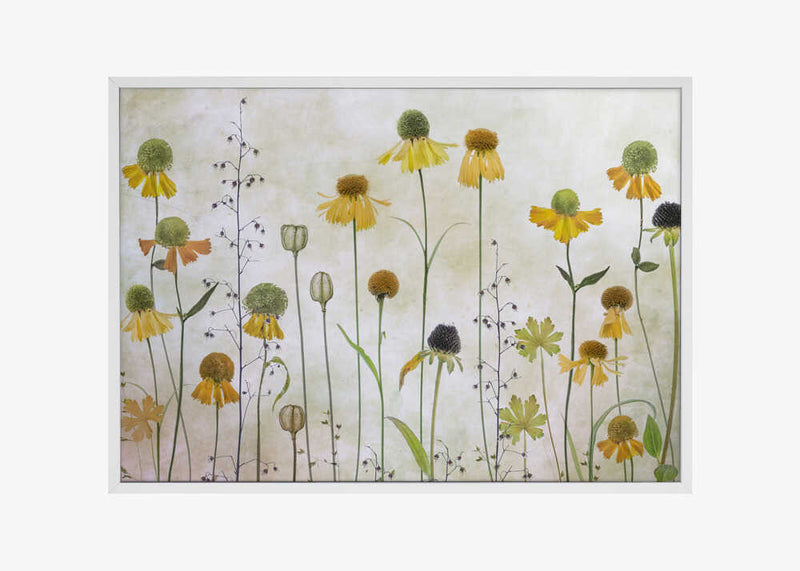 Helenium