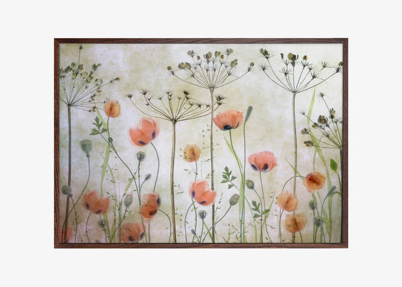 Poppy Meadow