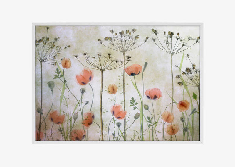 Poppy Meadow
