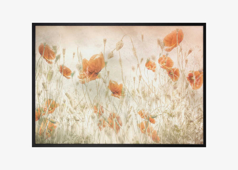 Poppies in the field