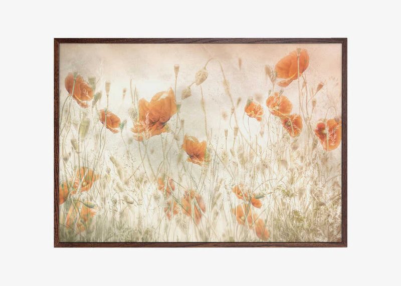 Poppies in the field