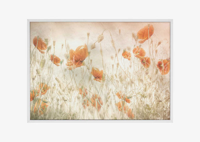 Poppies in the field