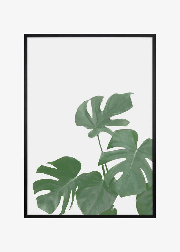 Monstera Aqua 04