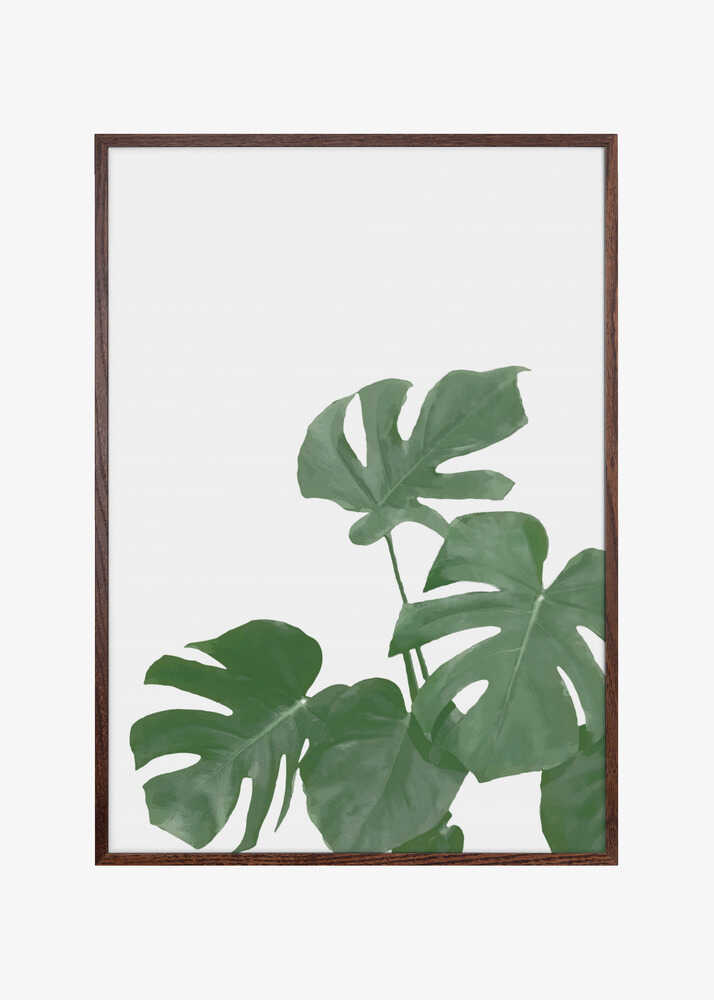 Monstera Aqua 04