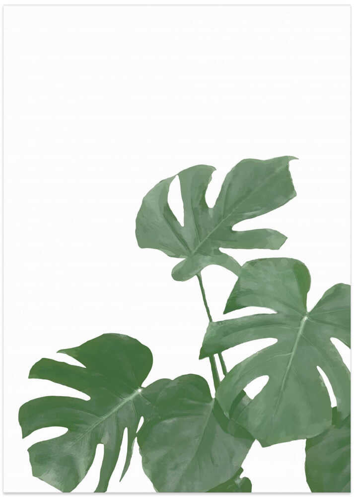 Monstera Aqua 04