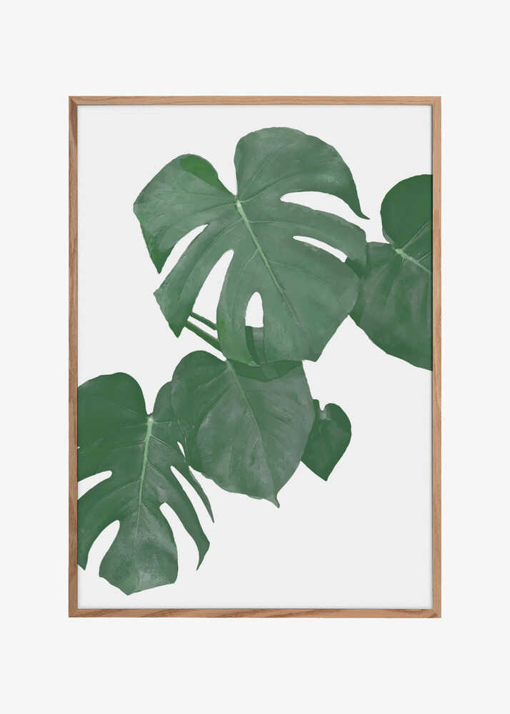 Monstera Aqua 01