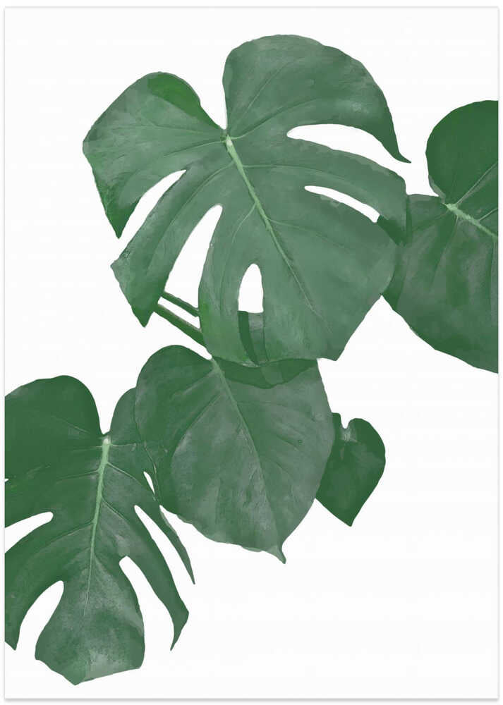 Monstera Aqua 01
