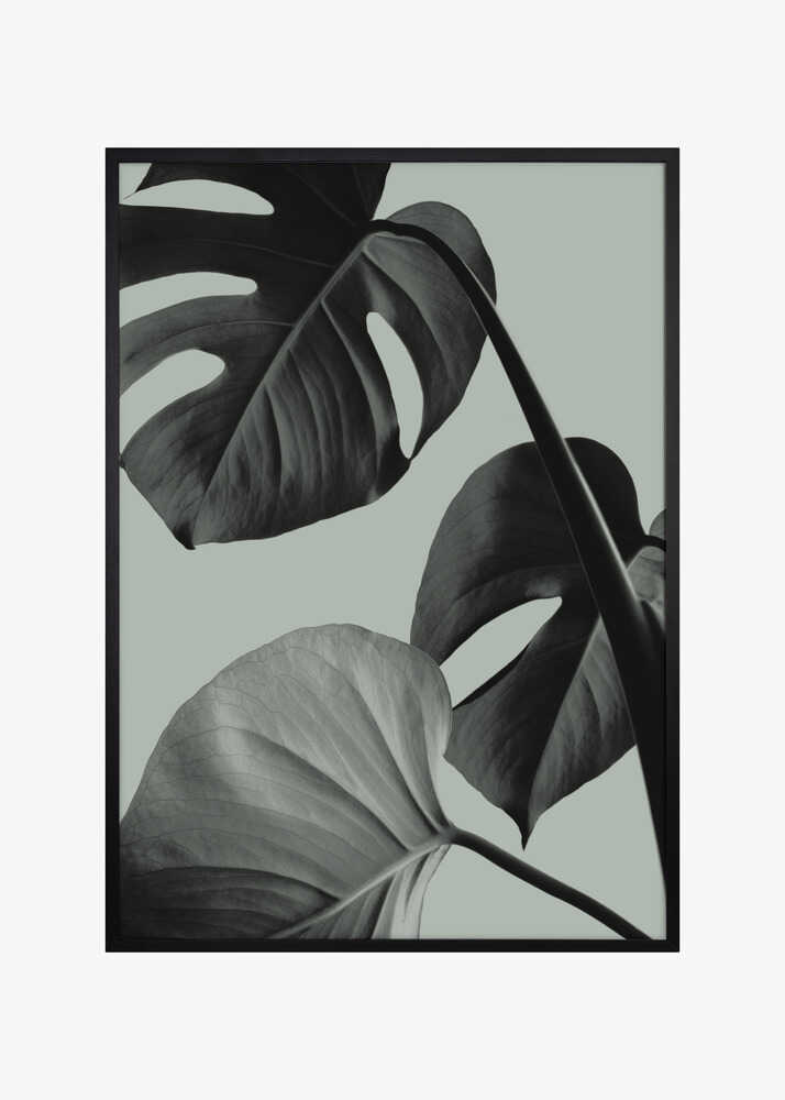 Monstera Teal 07