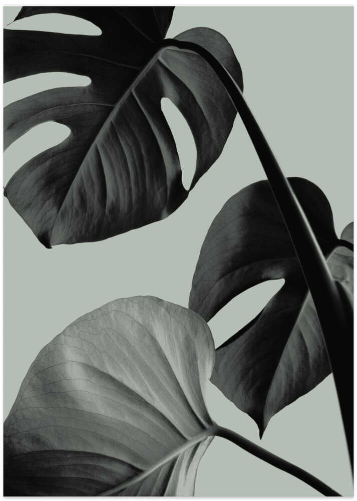 Monstera Teal 07