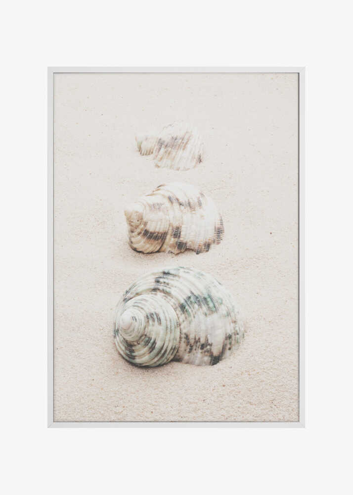 Shells