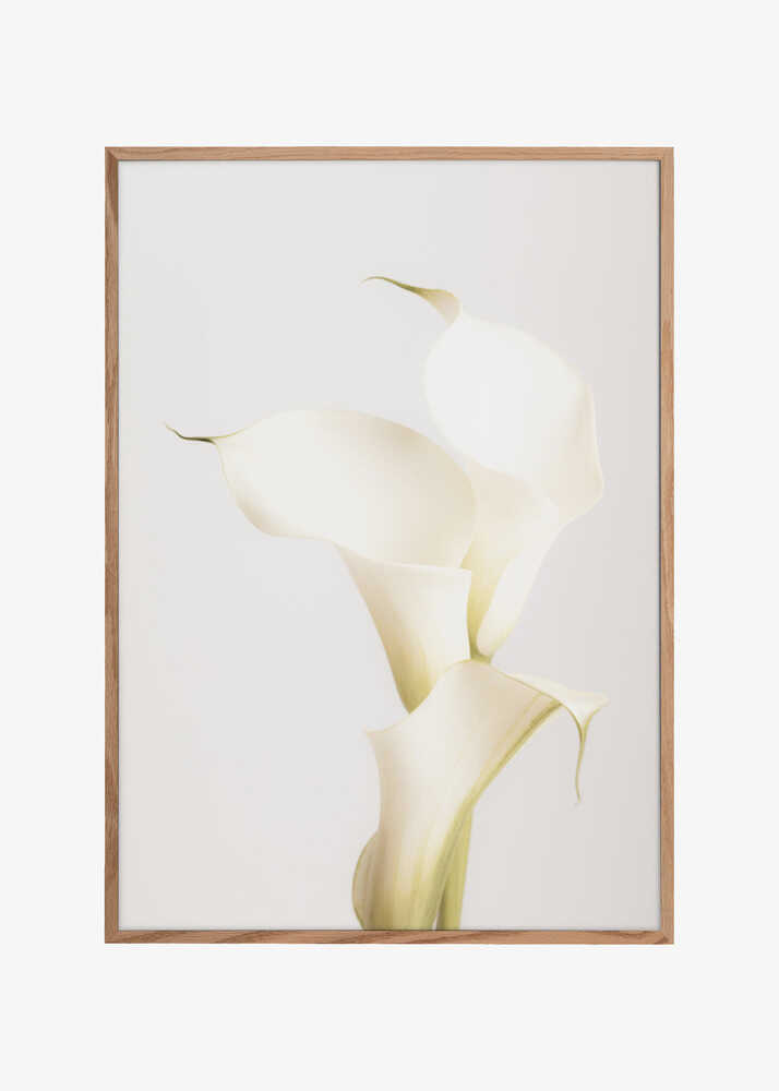 White Calla Lily No 3