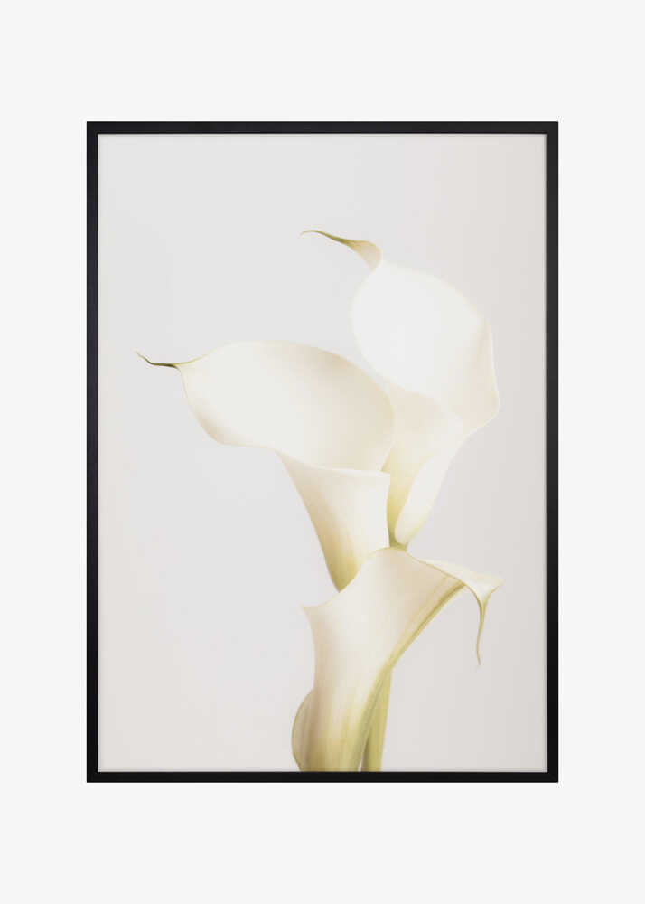 White Calla Lily No 3