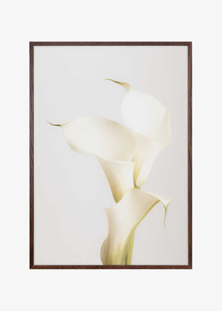 White Calla Lily No 3