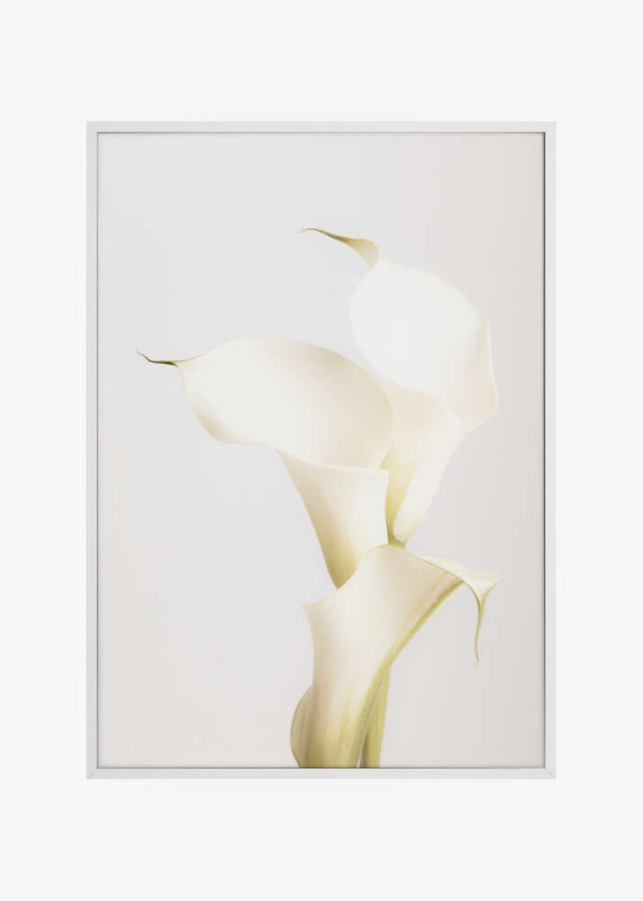 White Calla Lily No 3