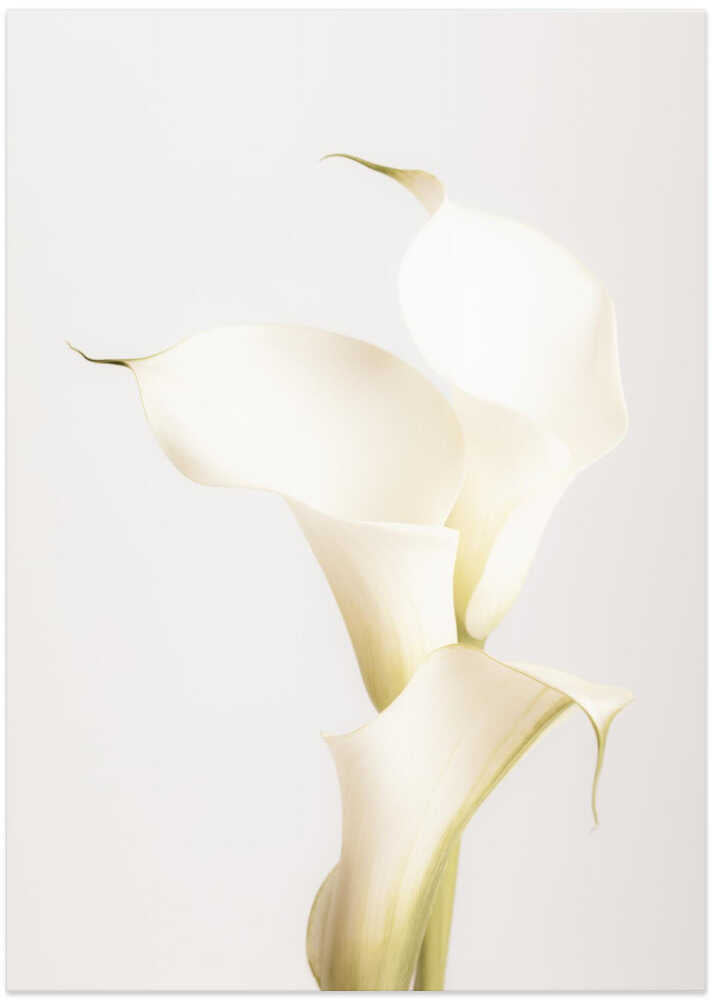 White Calla Lily No 3