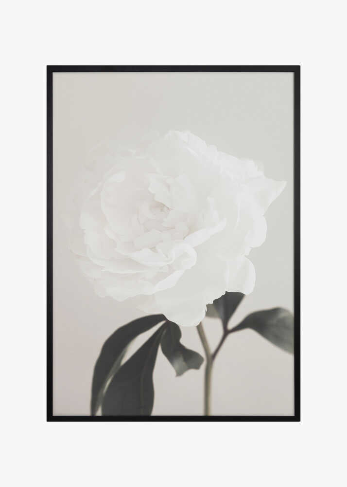 Peony 03