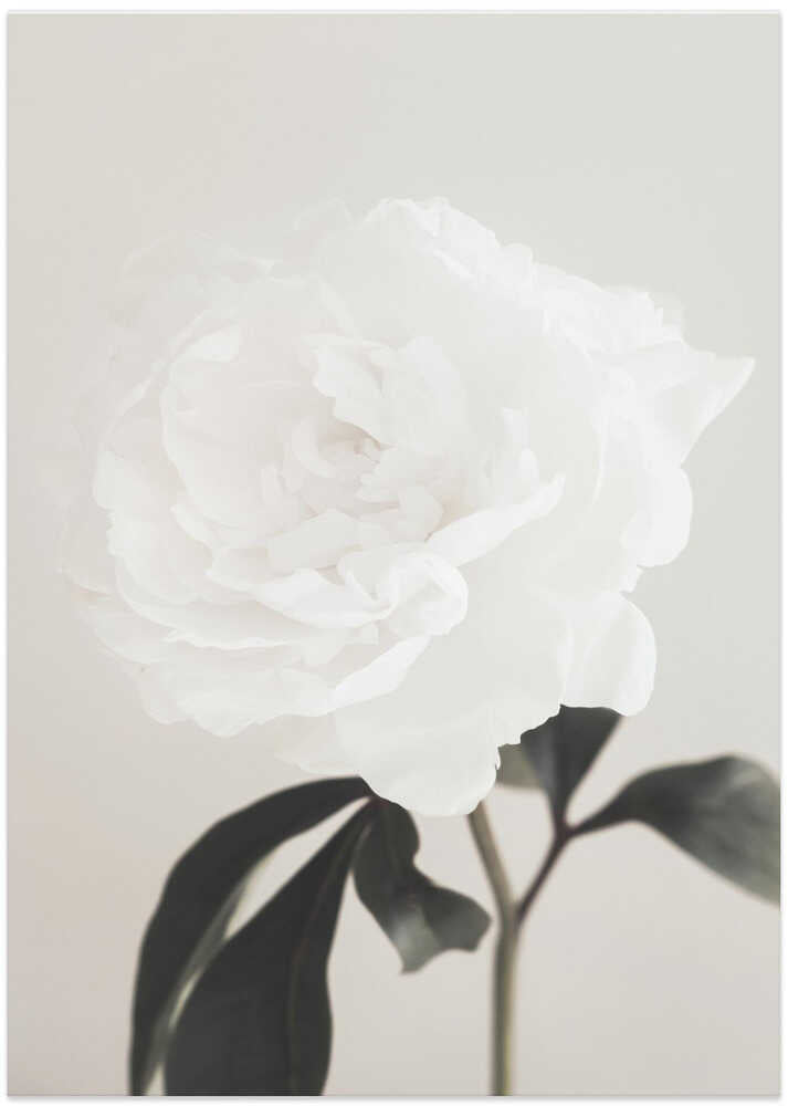 Peony 03