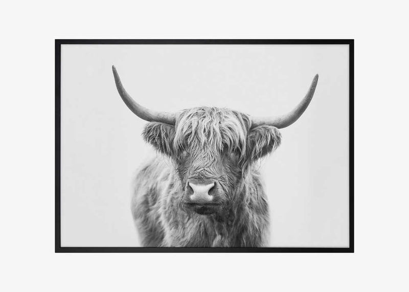 Highland Bull