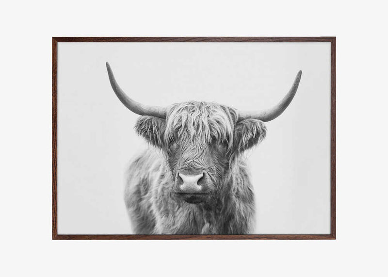 Highland Bull