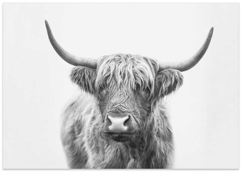 Highland Bull