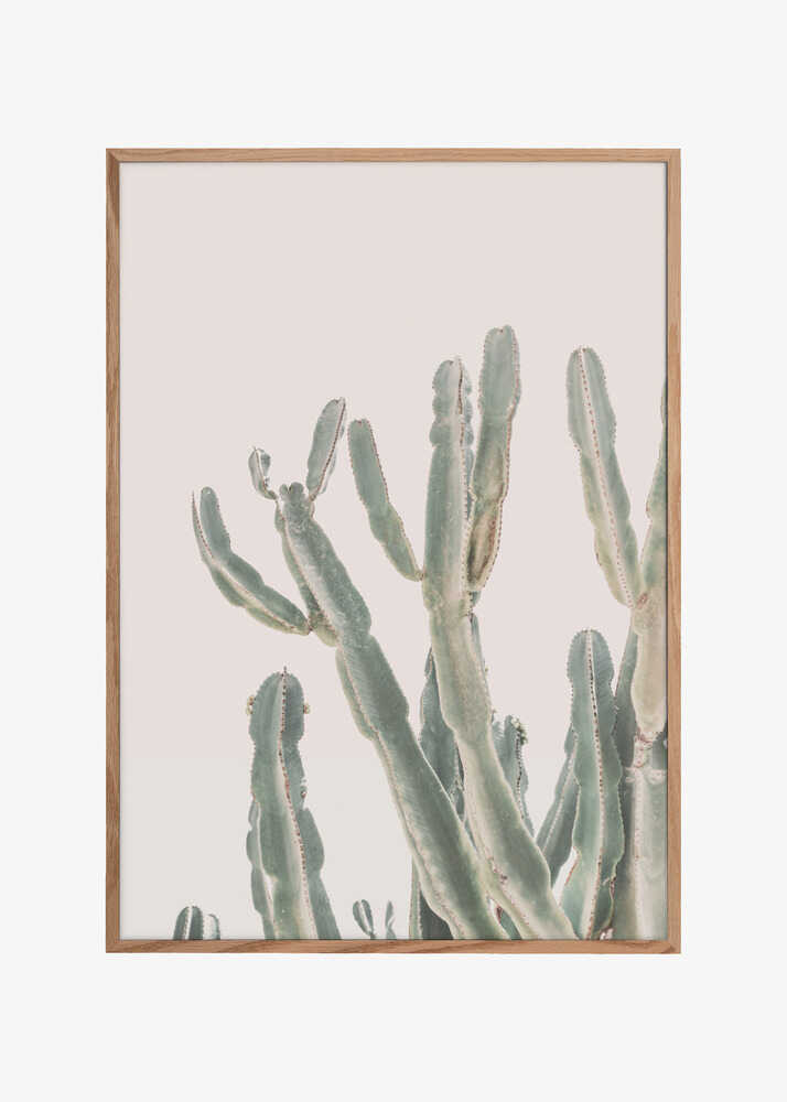 Sunrise Cactus