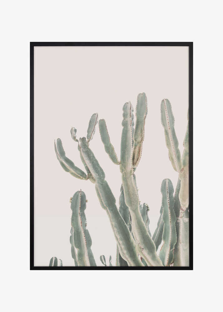 Sunrise Cactus