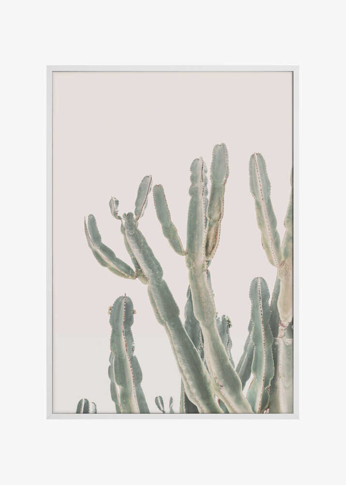 Sunrise Cactus
