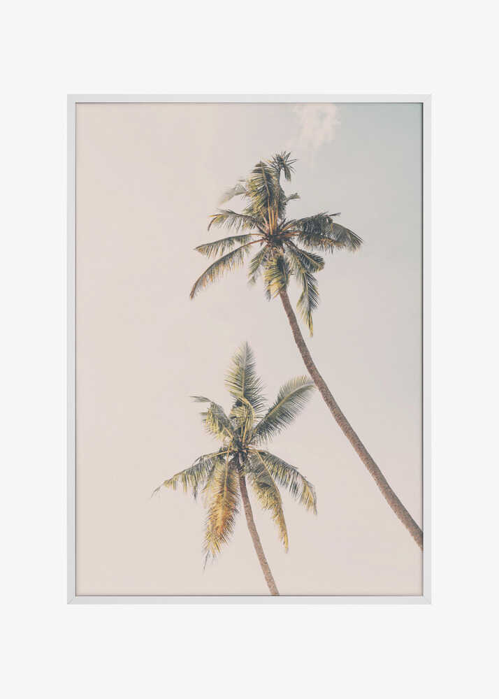 Tropical Palms