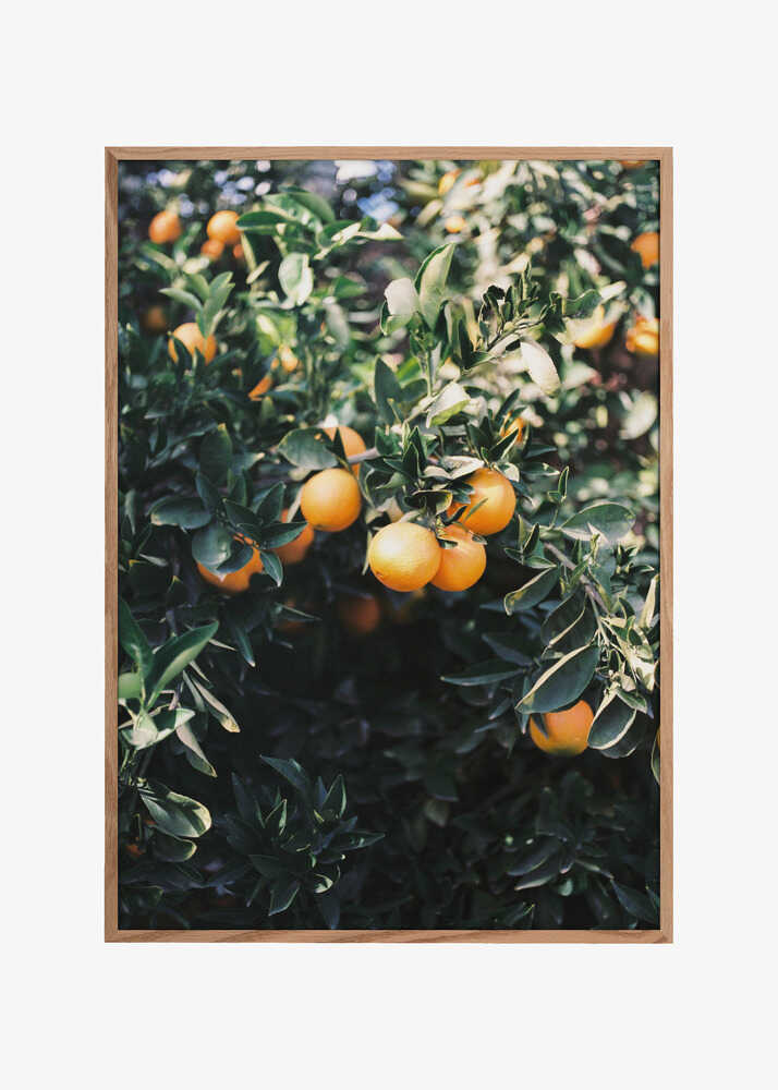 Marrakesh Oranges