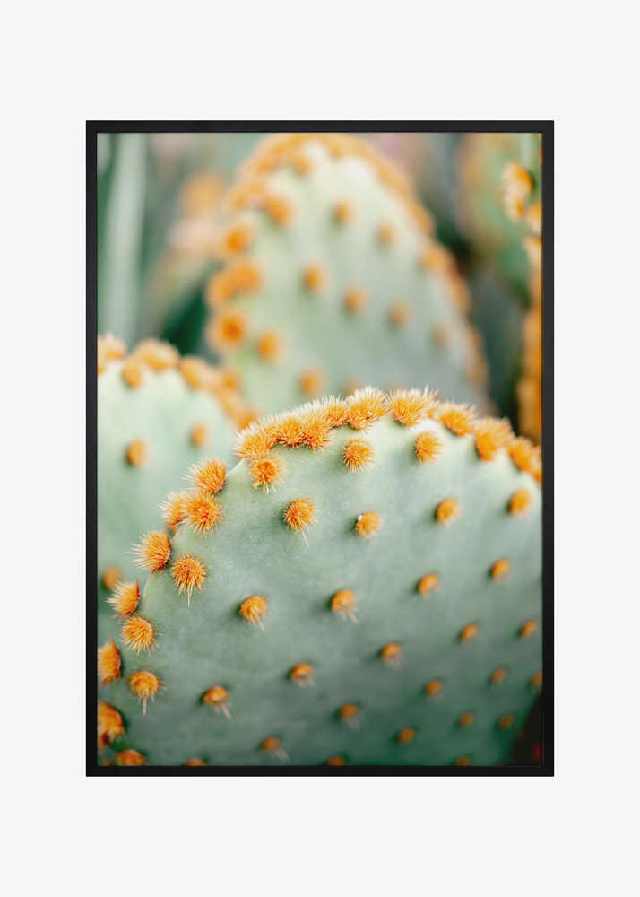 Orange and Green II - Marrakech botanical photography