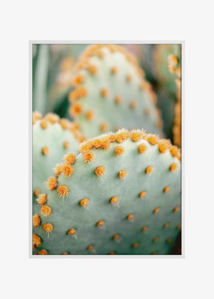 Orange and Green II - Marrakech botanical photography