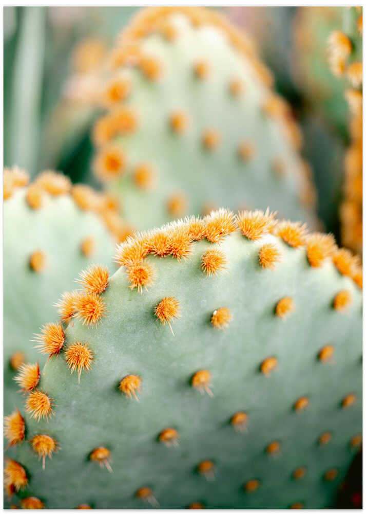 Orange and Green II - Marrakech botanical photography