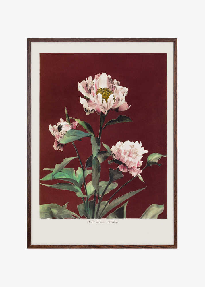 Hærdaceous Peony no2