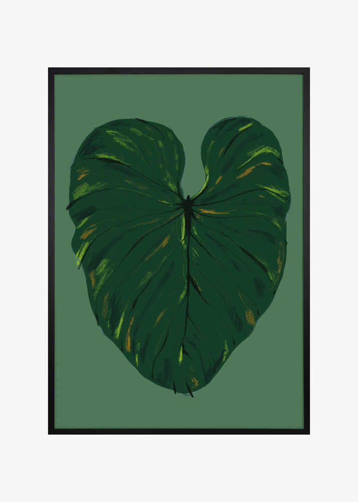 Philodendron Gloriosum Green