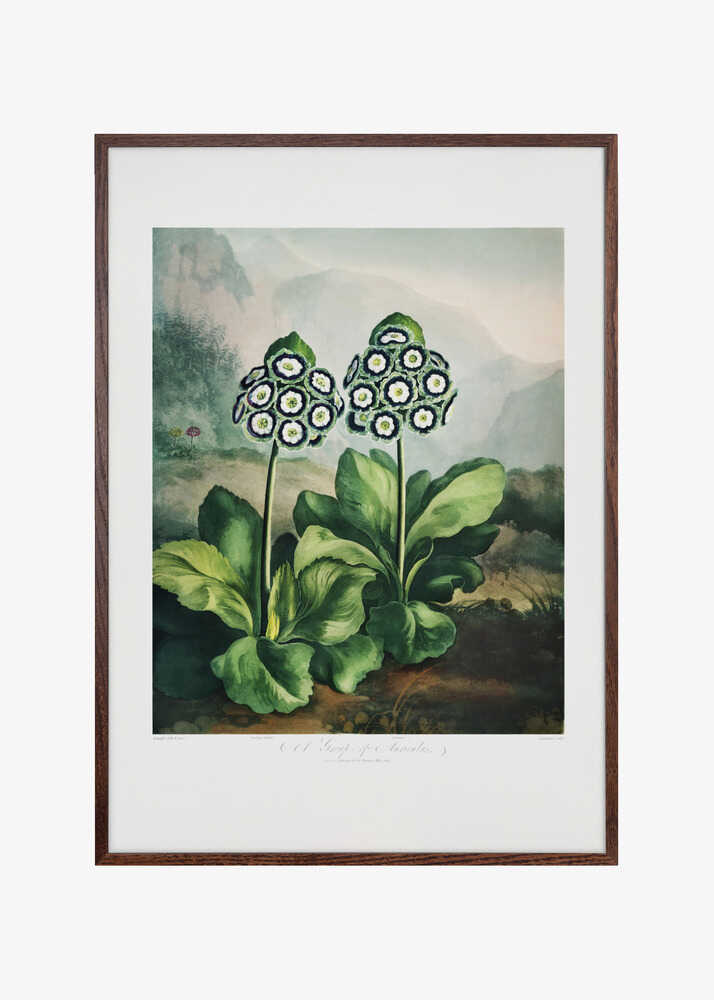A Group of Auriculas from The Temple of Flora 2 (1807)