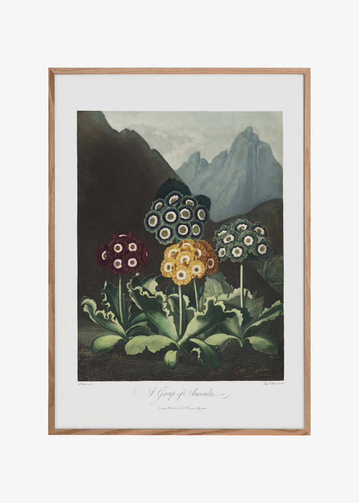 A Group of Auriculas from The Temple of Flora (1807)