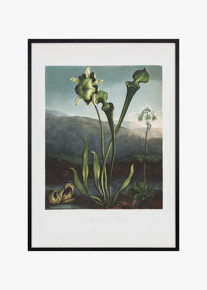 American Bog Plants from The Temple of Flora (1807)