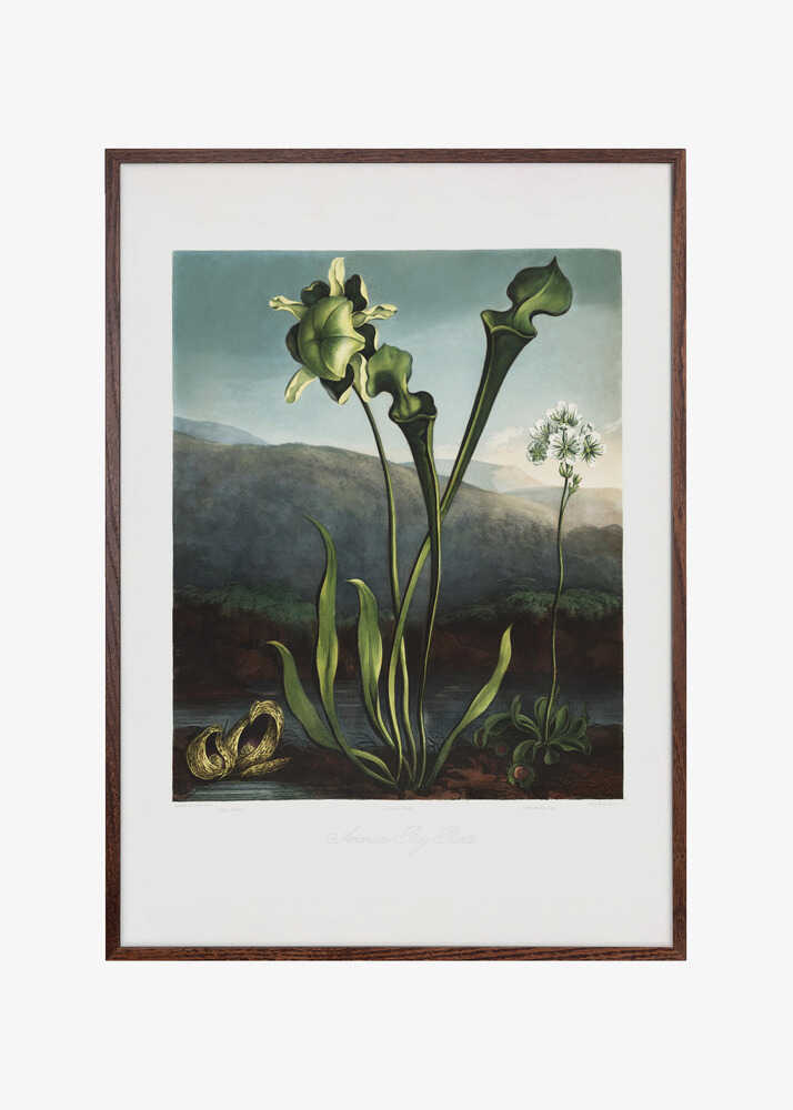 American Bog Plants from The Temple of Flora (1807)