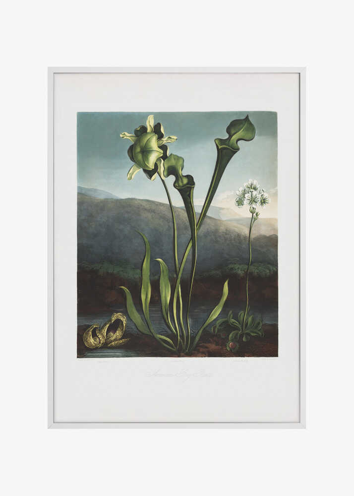 American Bog Plants from The Temple of Flora (1807)