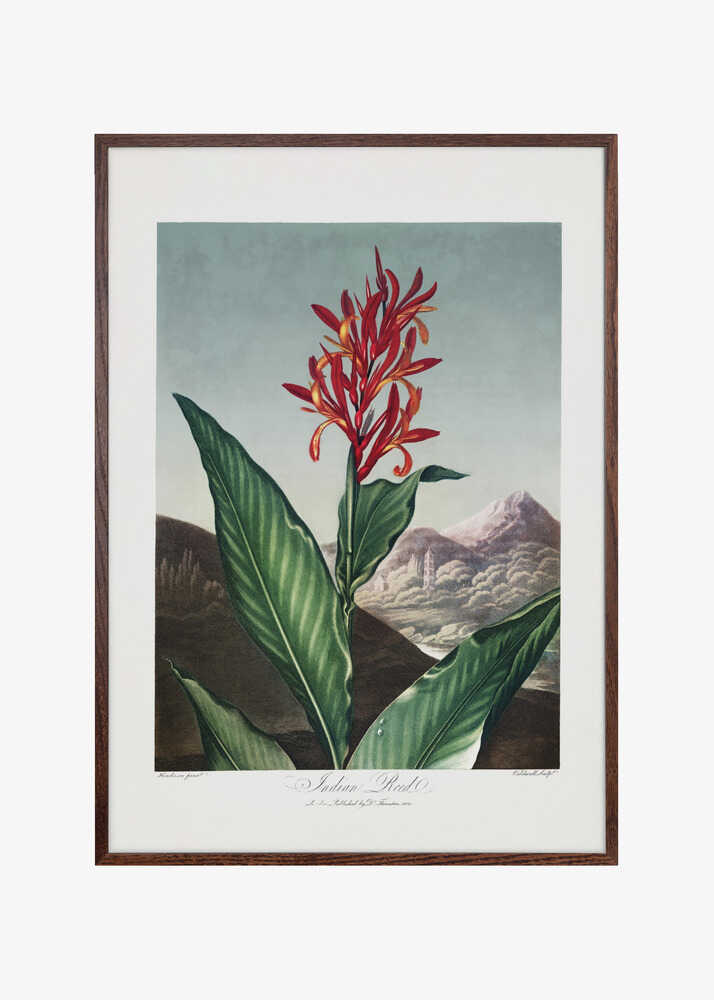 Indian Reed from The Temple of Flora (1807)