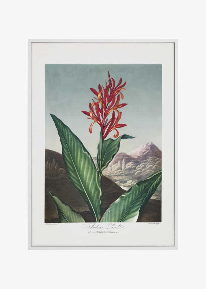 Indian Reed from The Temple of Flora (1807)