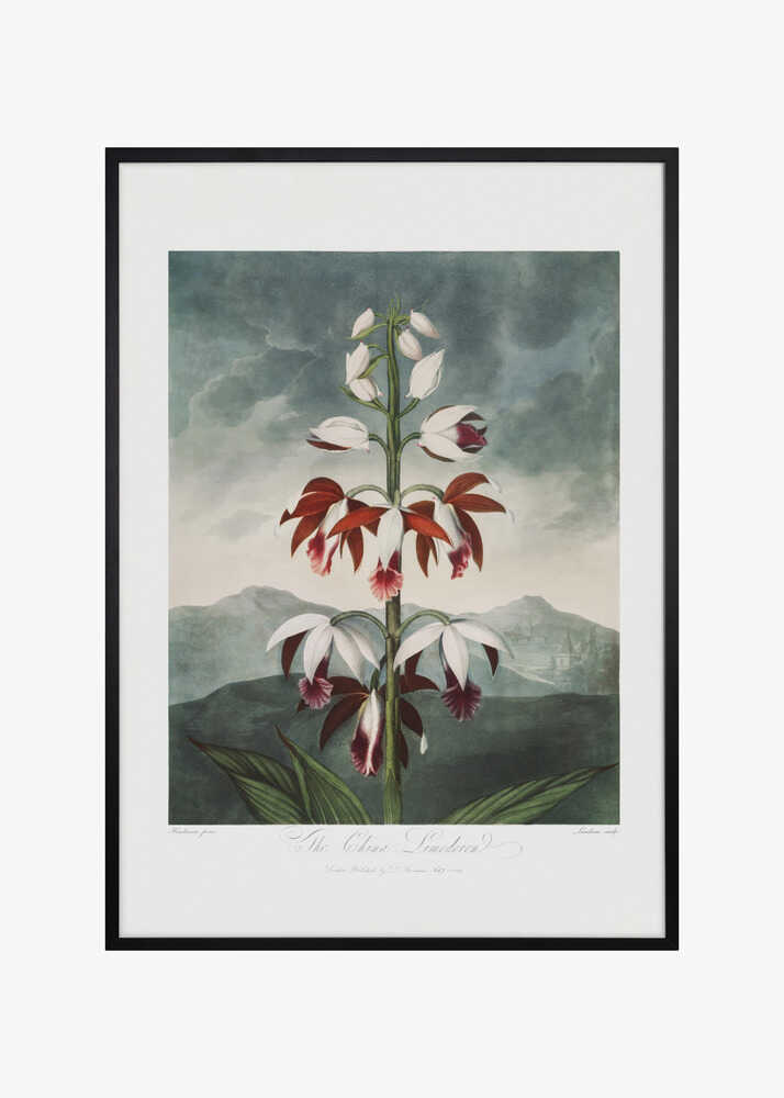 The Chinese Limodoron from The Temple of Flora (1807)