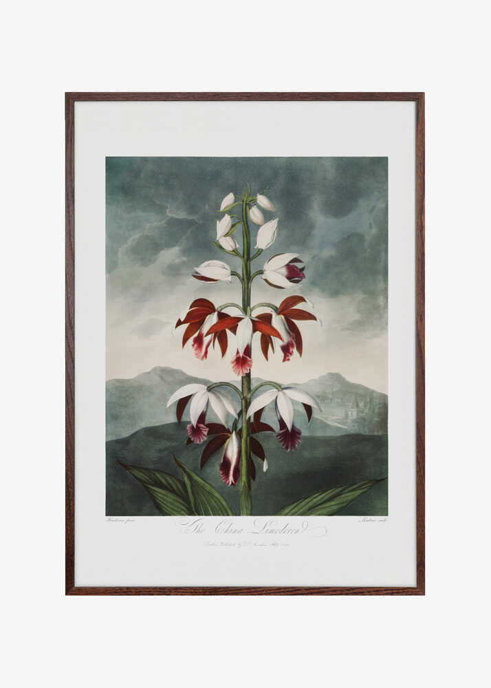 The Chinese Limodoron from The Temple of Flora (1807)