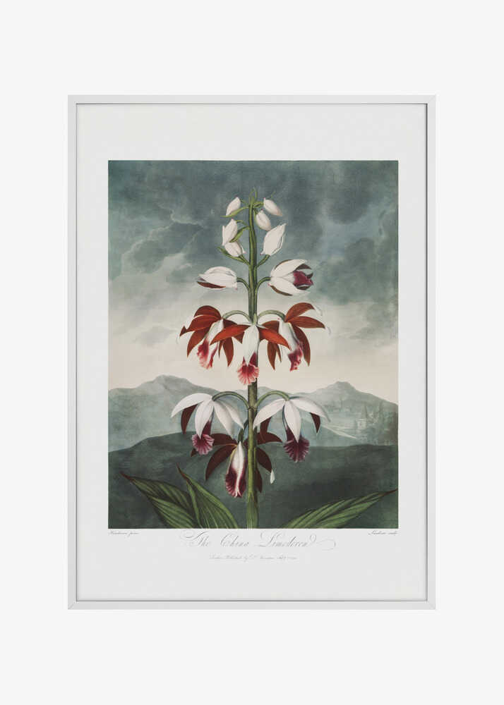 The Chinese Limodoron from The Temple of Flora (1807)